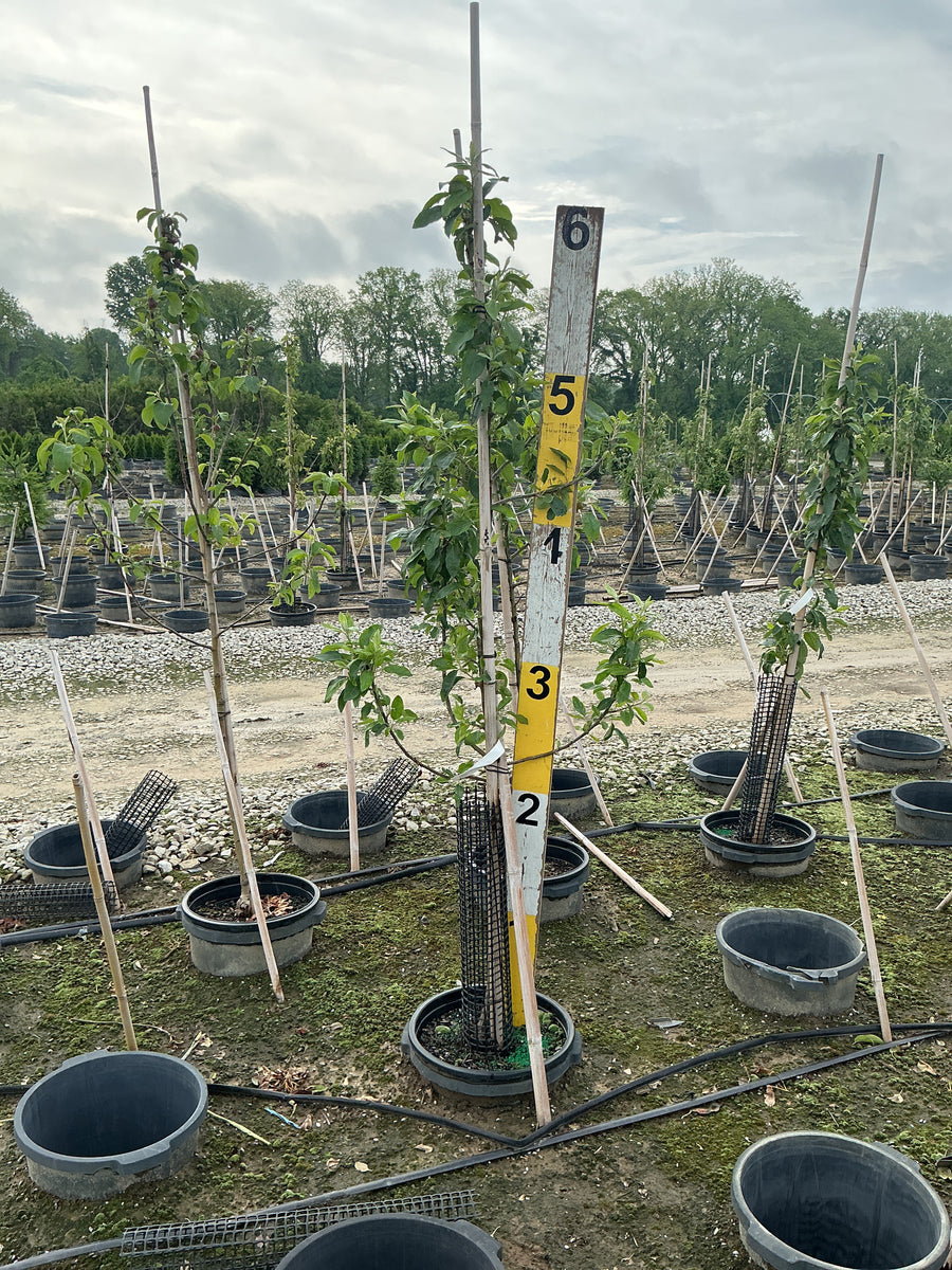 Malus 'Fruit Zestar' — G7 60