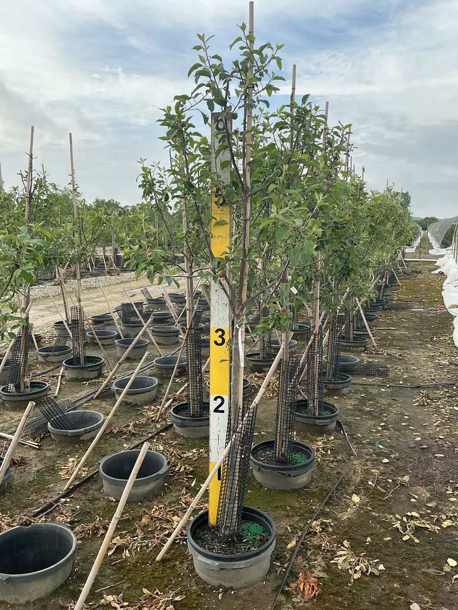 Malus FRUIT - WINECRISP Malus 'Co-op31' — G7 60
