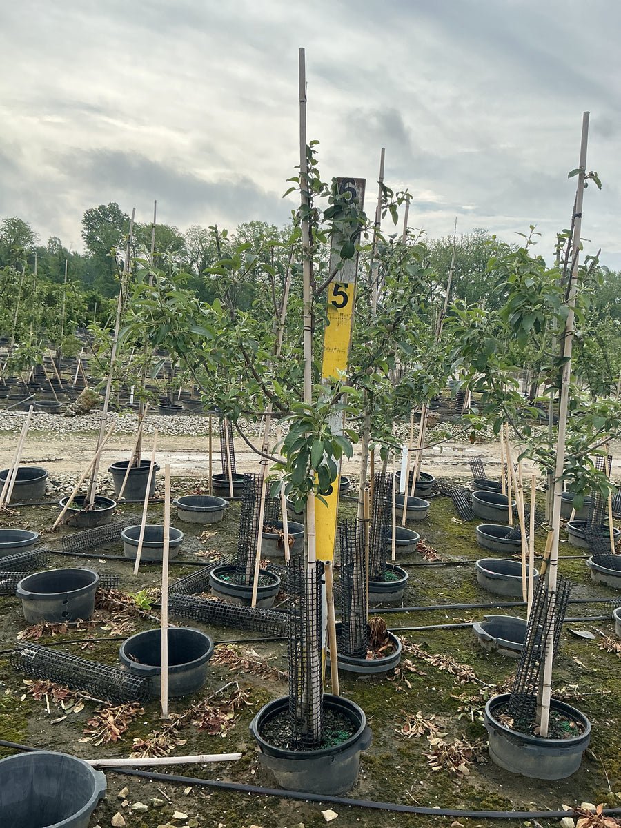 Malus 'Fruit Empire' — G7 60