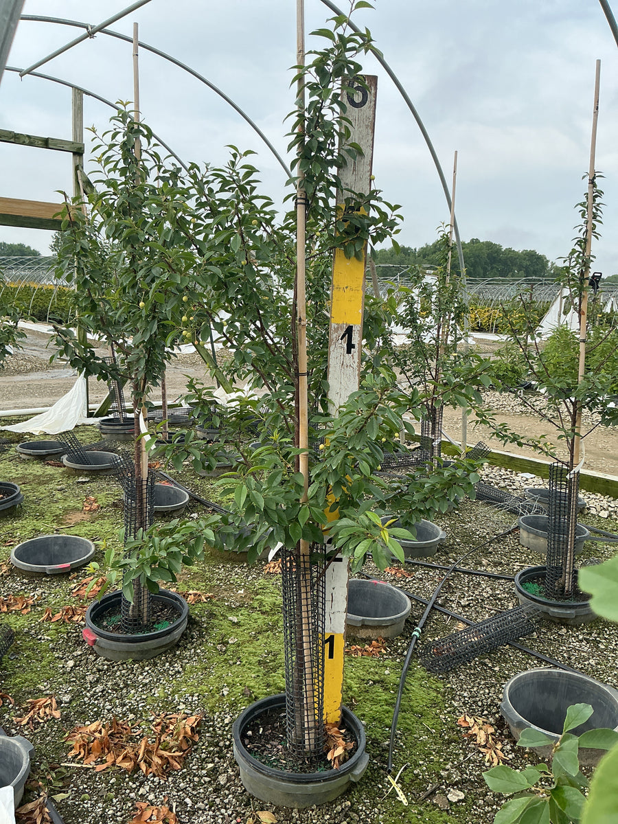 Prunus 'Fruit North Star' — G7 60