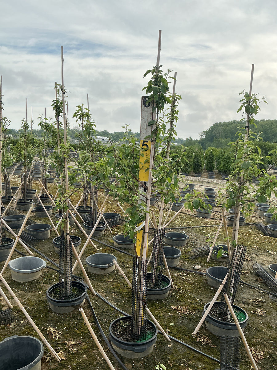 Malus 'Fruit Snowsweet' — G7 60