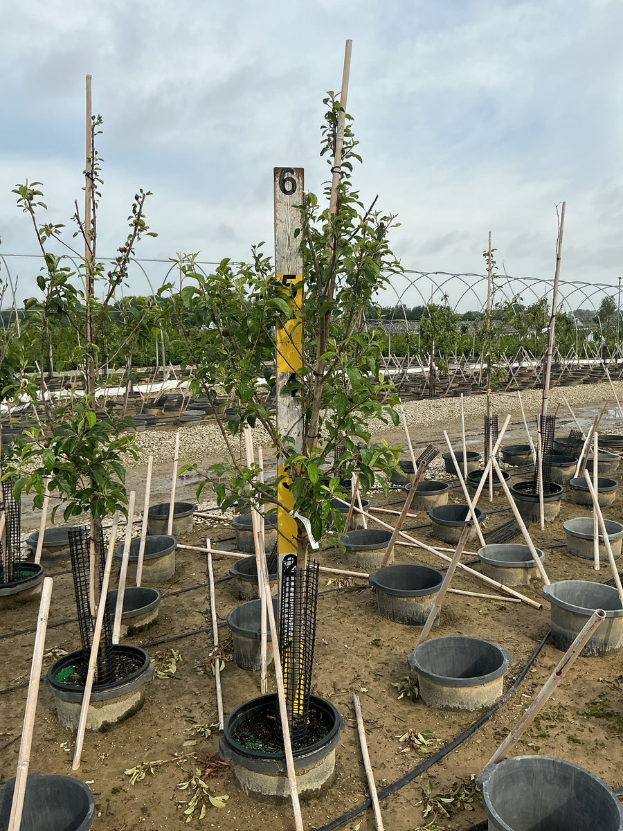 Malus 'Fruit Yellow Delicious' — G7 60