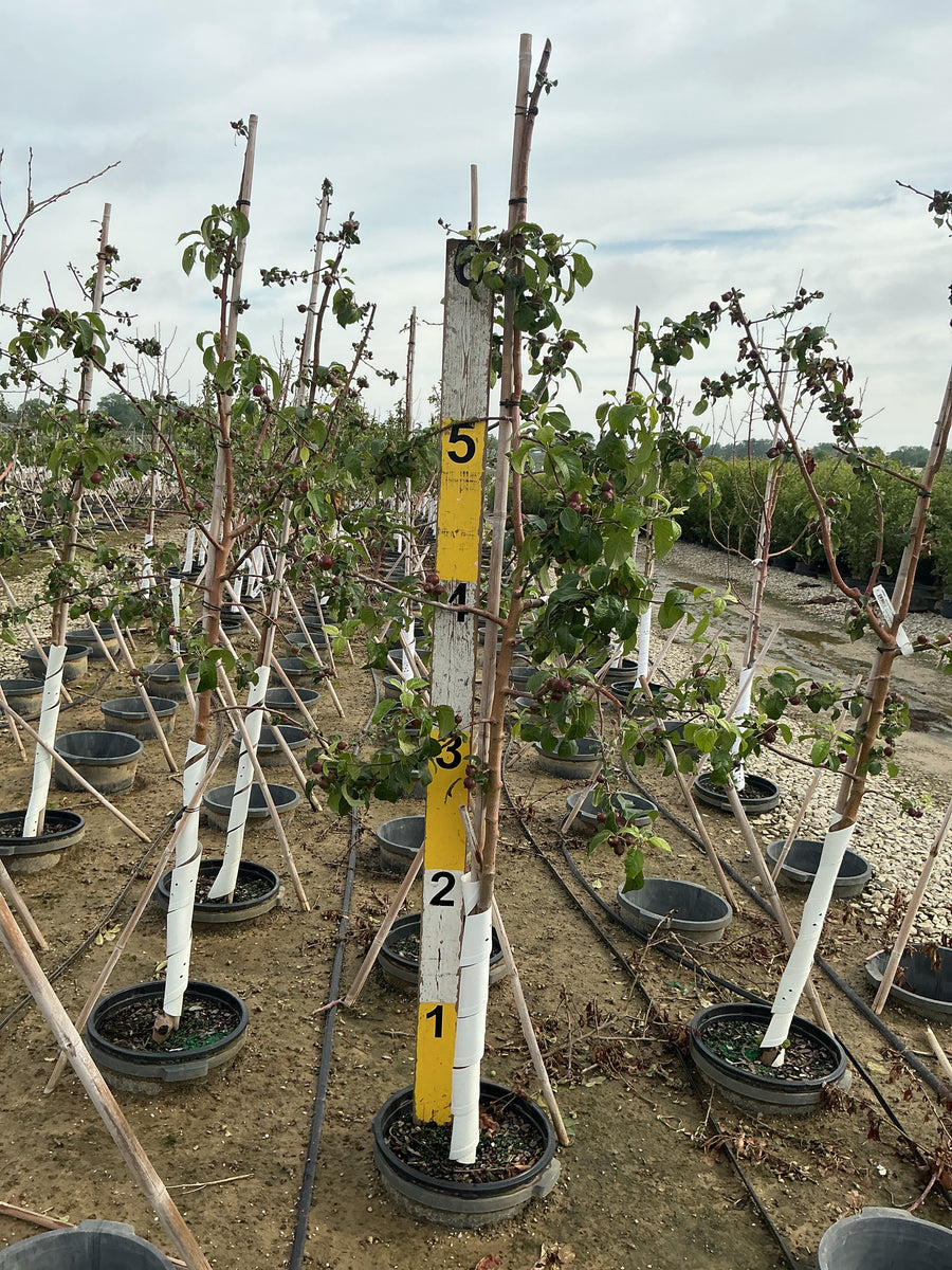 Malus 'Fruit Liberty' — G7 60
