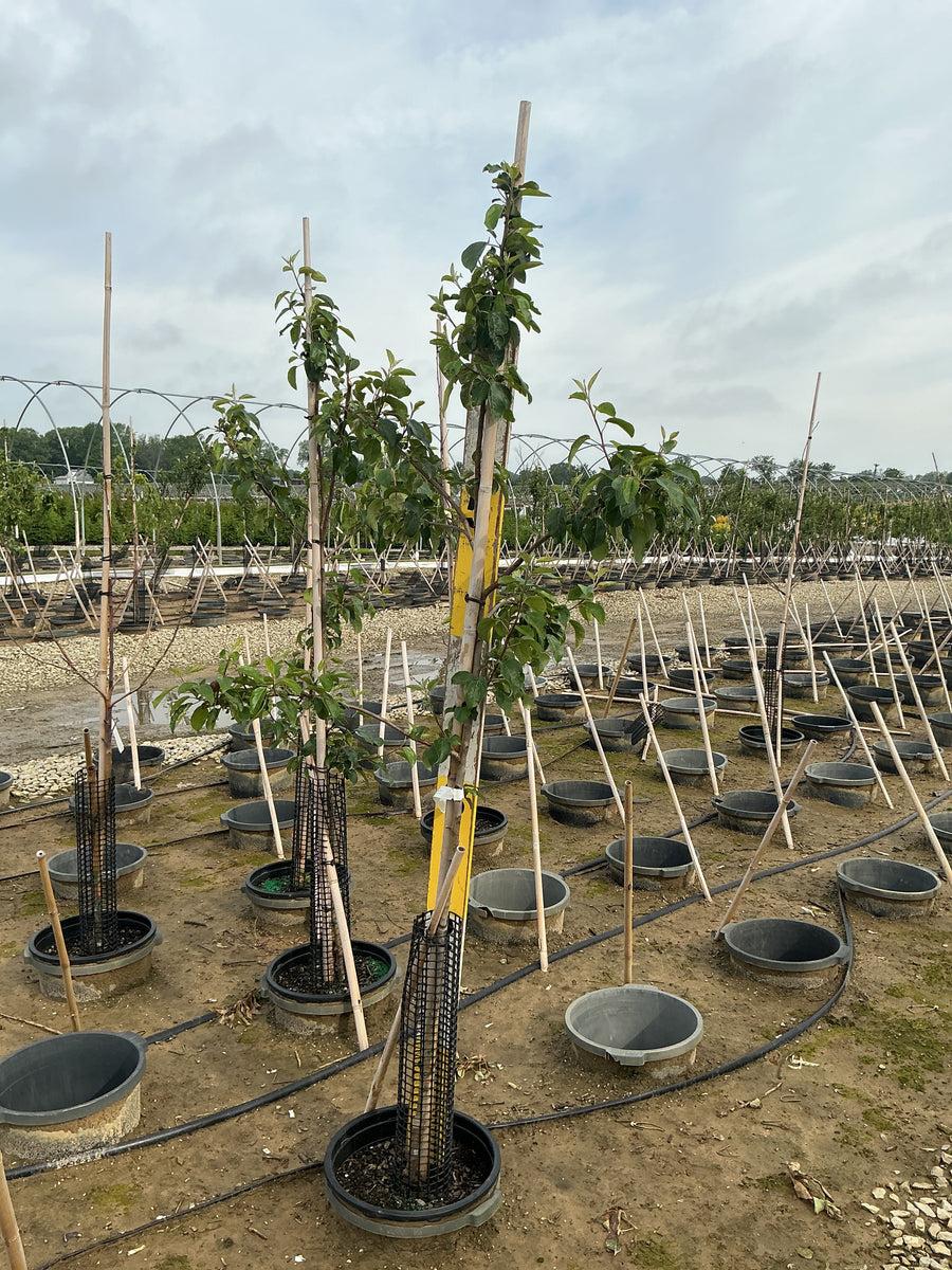 Malus 'Fruit Royal Red Honeycrisp' — G7 60