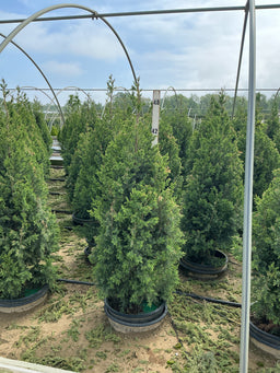 Juniperus x Star Power (‘J.N. Select Blue’)