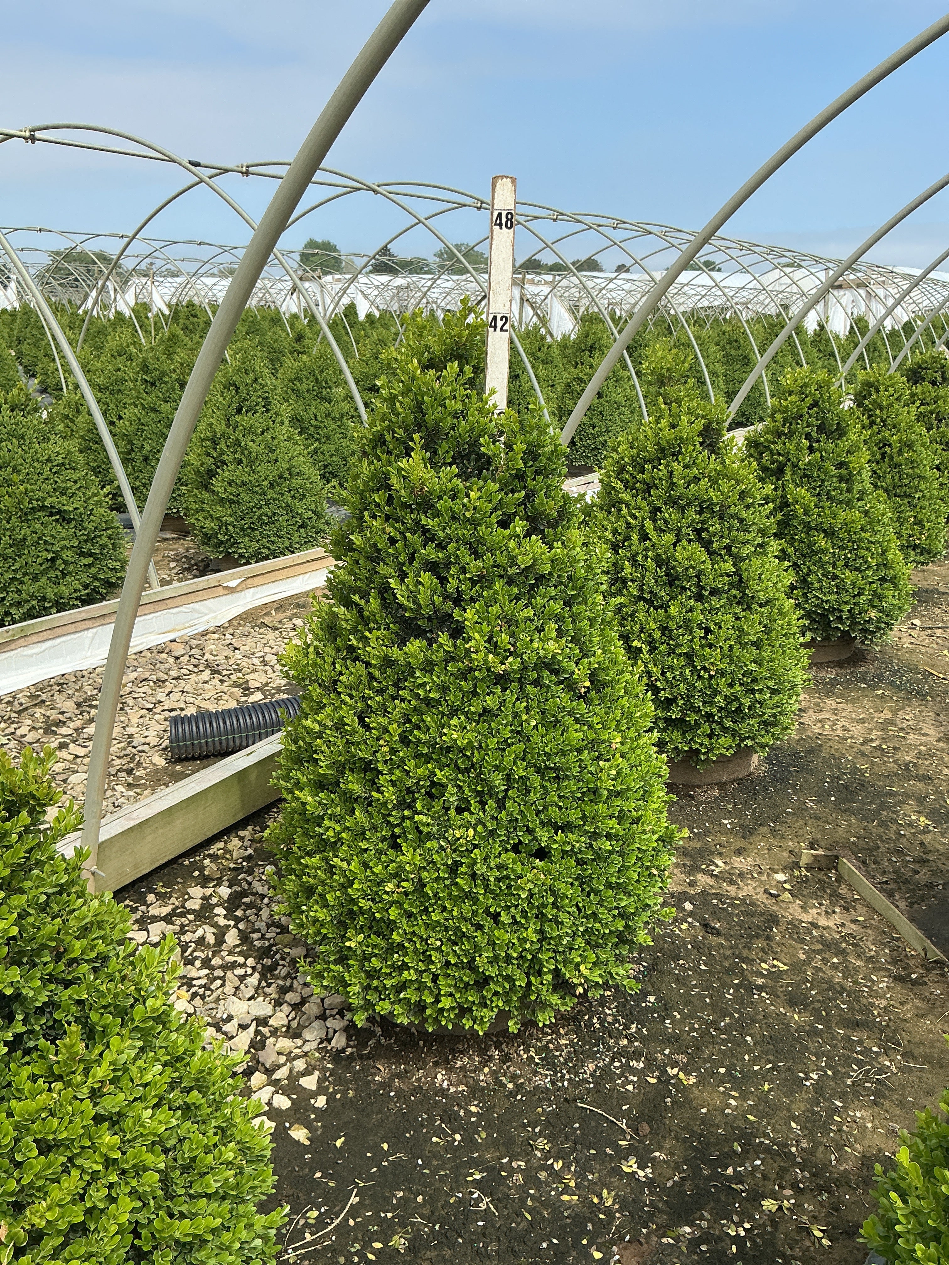 Buxus x 'Cranberry Creek'