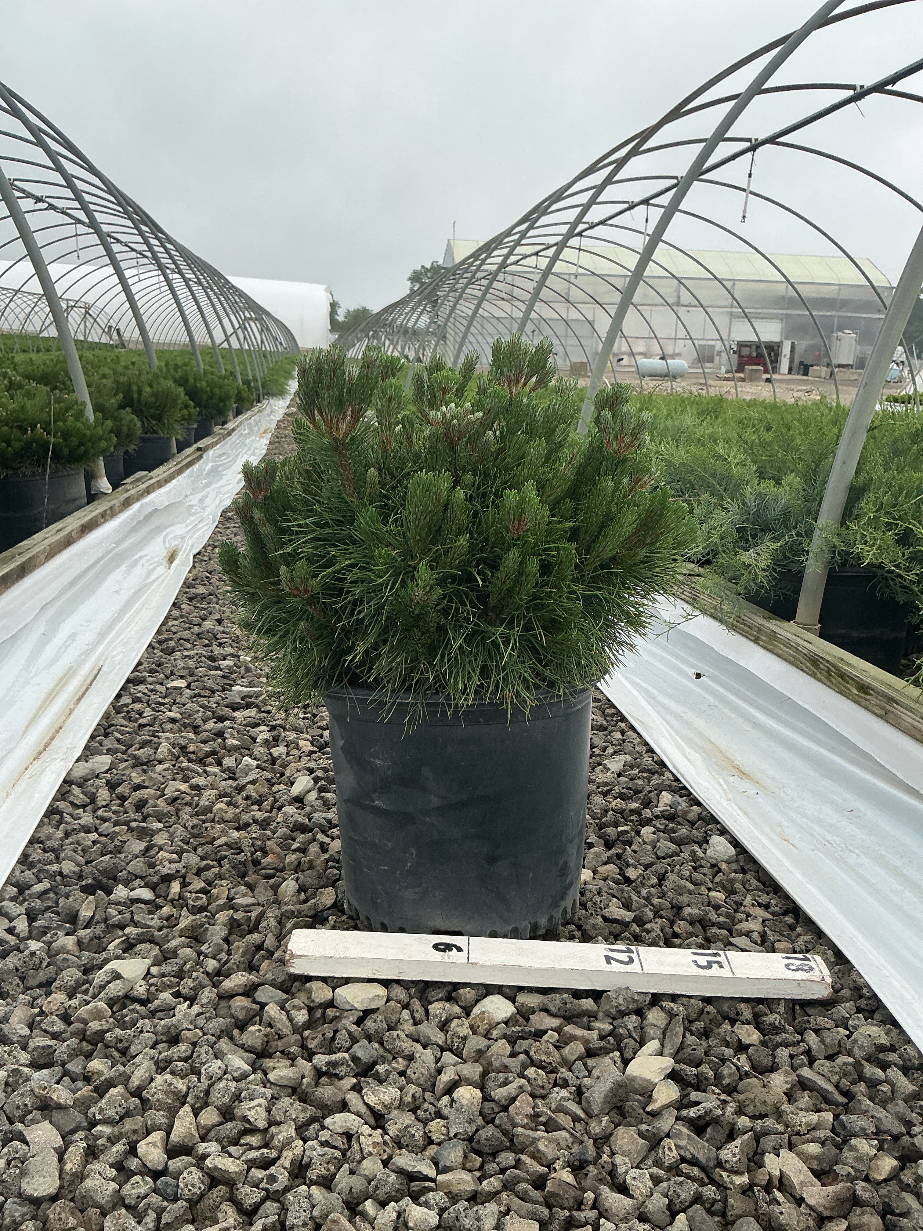 Pinus mugo 'Enci'