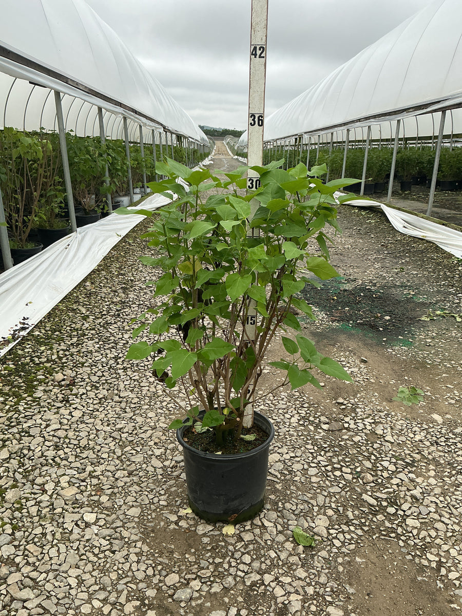 Syringa x hyacinthiflora 'Declaration' — G3 24-30