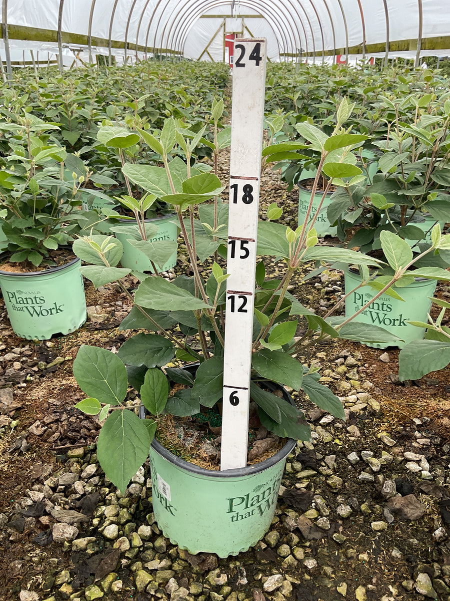 Viburnum carlesii 'Select Sugar N Spice' — G3 18