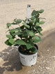 Viburnum carlesii 'Spice Girl'