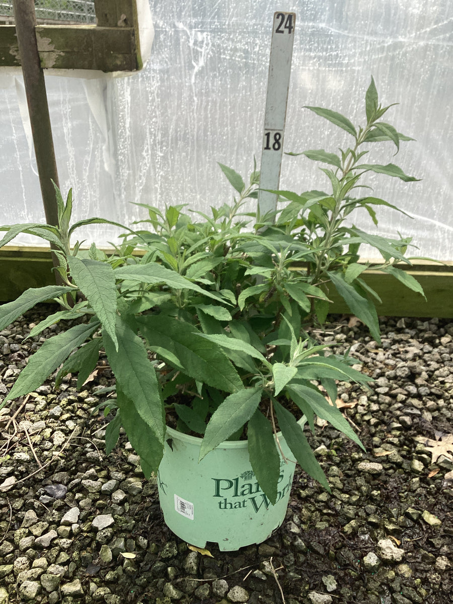 Buddleia 'Lavender Cascades' — G3 PTW