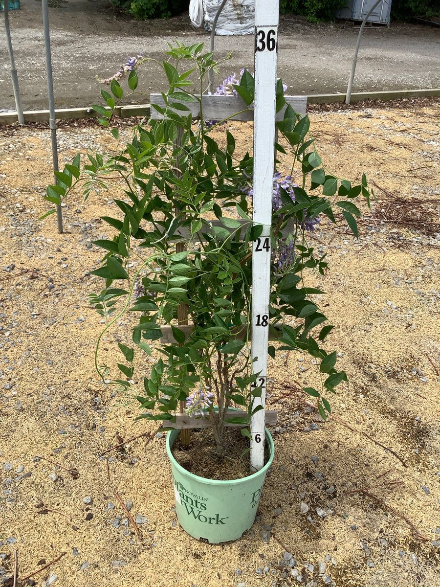 Wisteria macrostachya 'Blue Moon' — G3 30