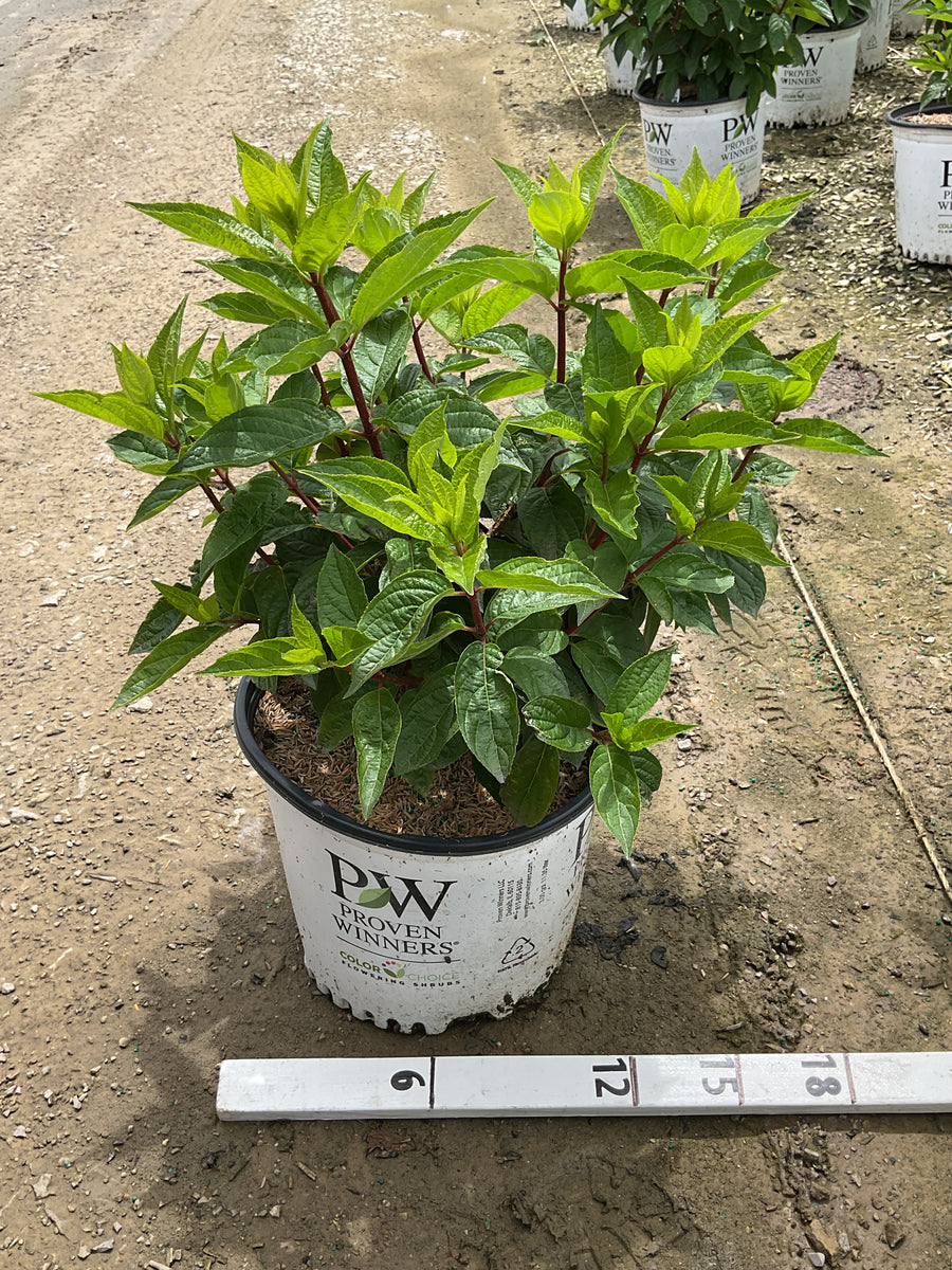 Hydrangea paniculata 'DVPpinky' — G3 PW