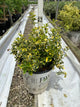 Euonymus fortunei 'Roemertwo'