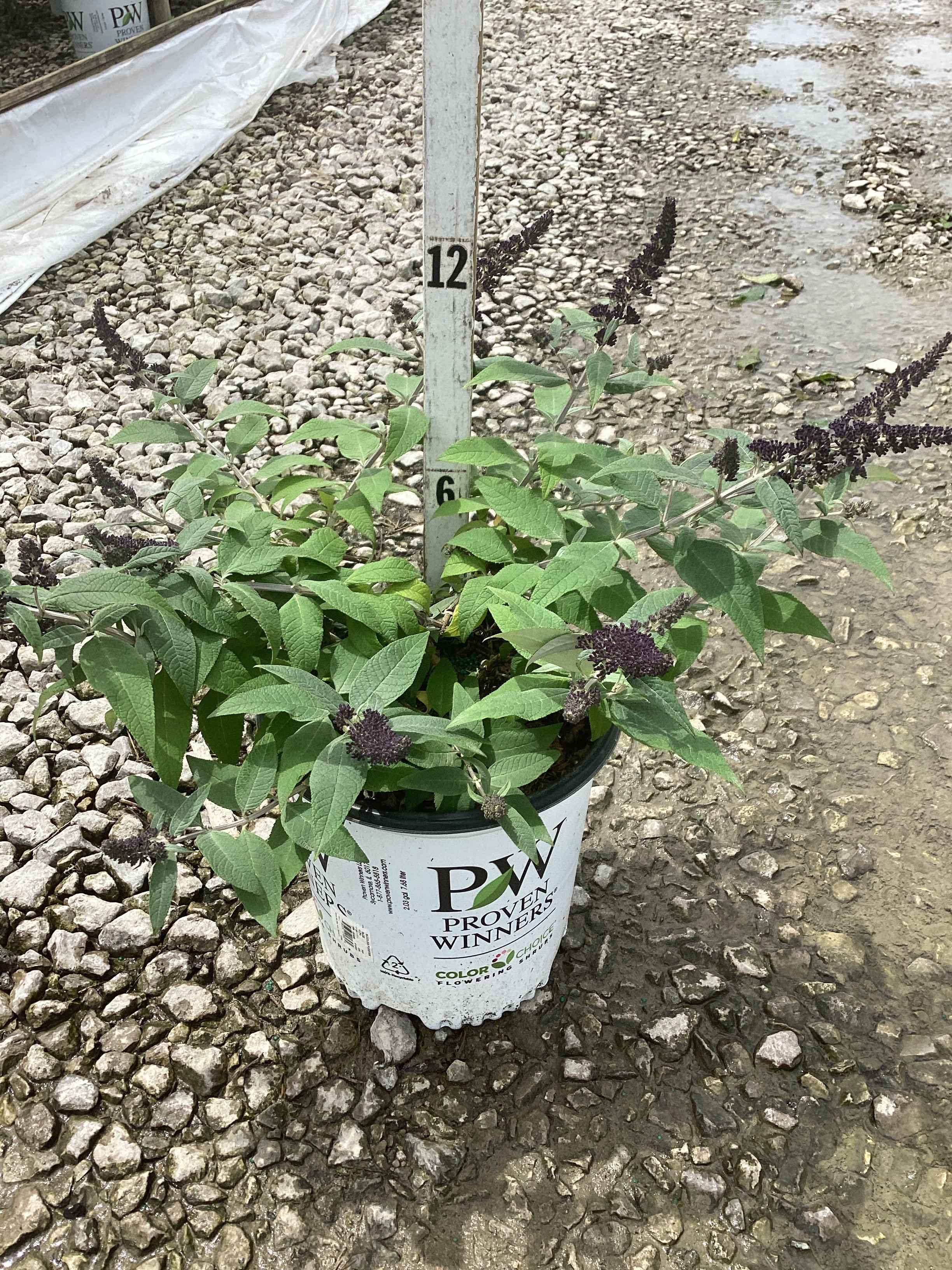 Buddleia 'Pugster Blue'