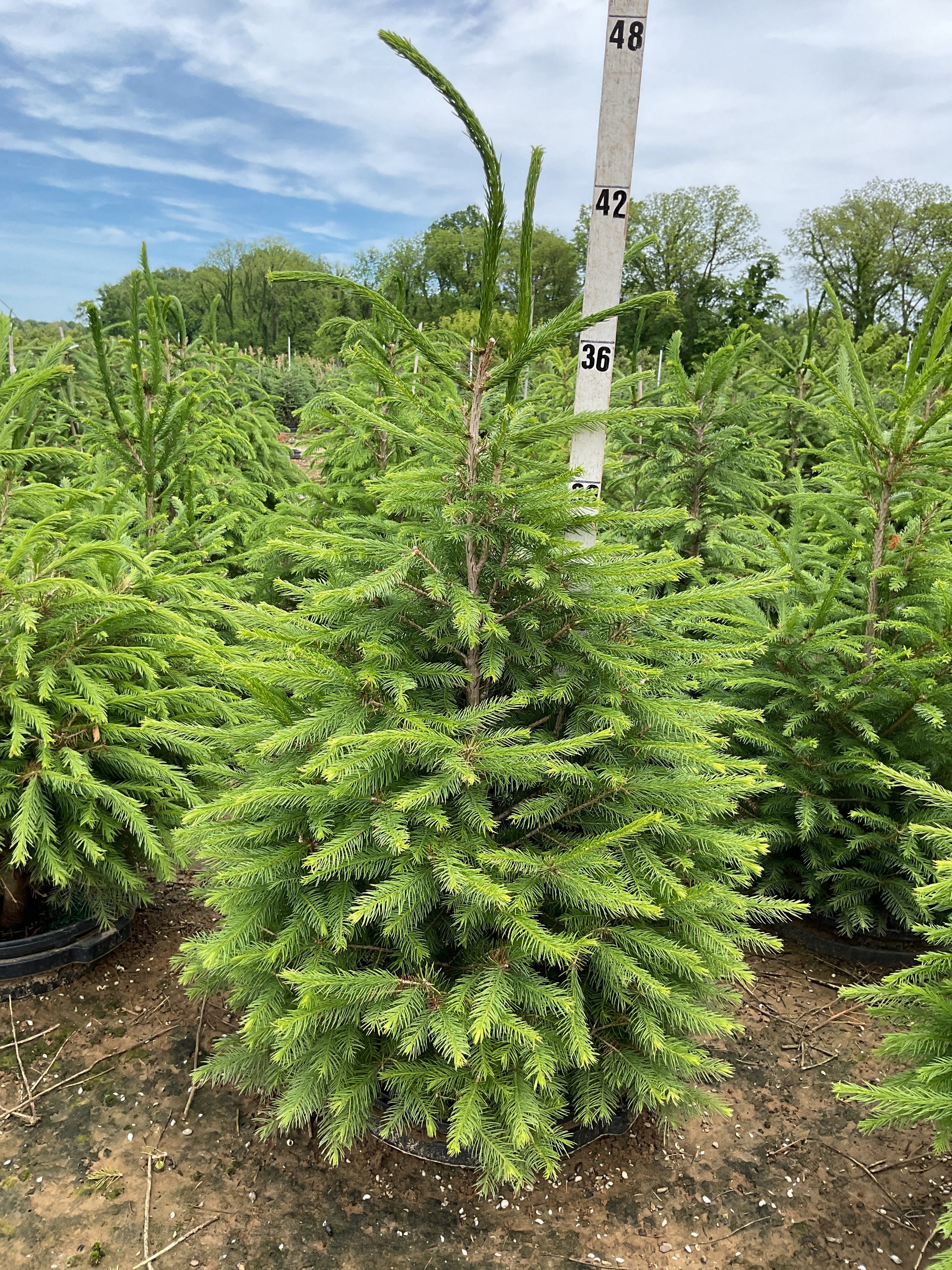 Picea abies