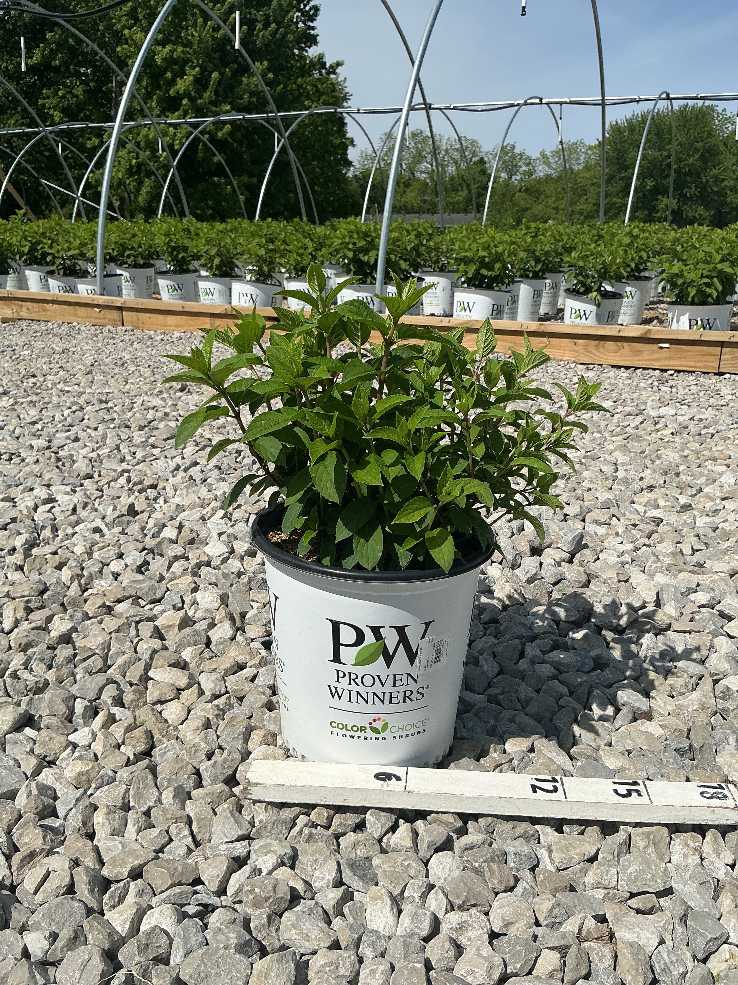 Hydrangea paniculata 'Bobo'