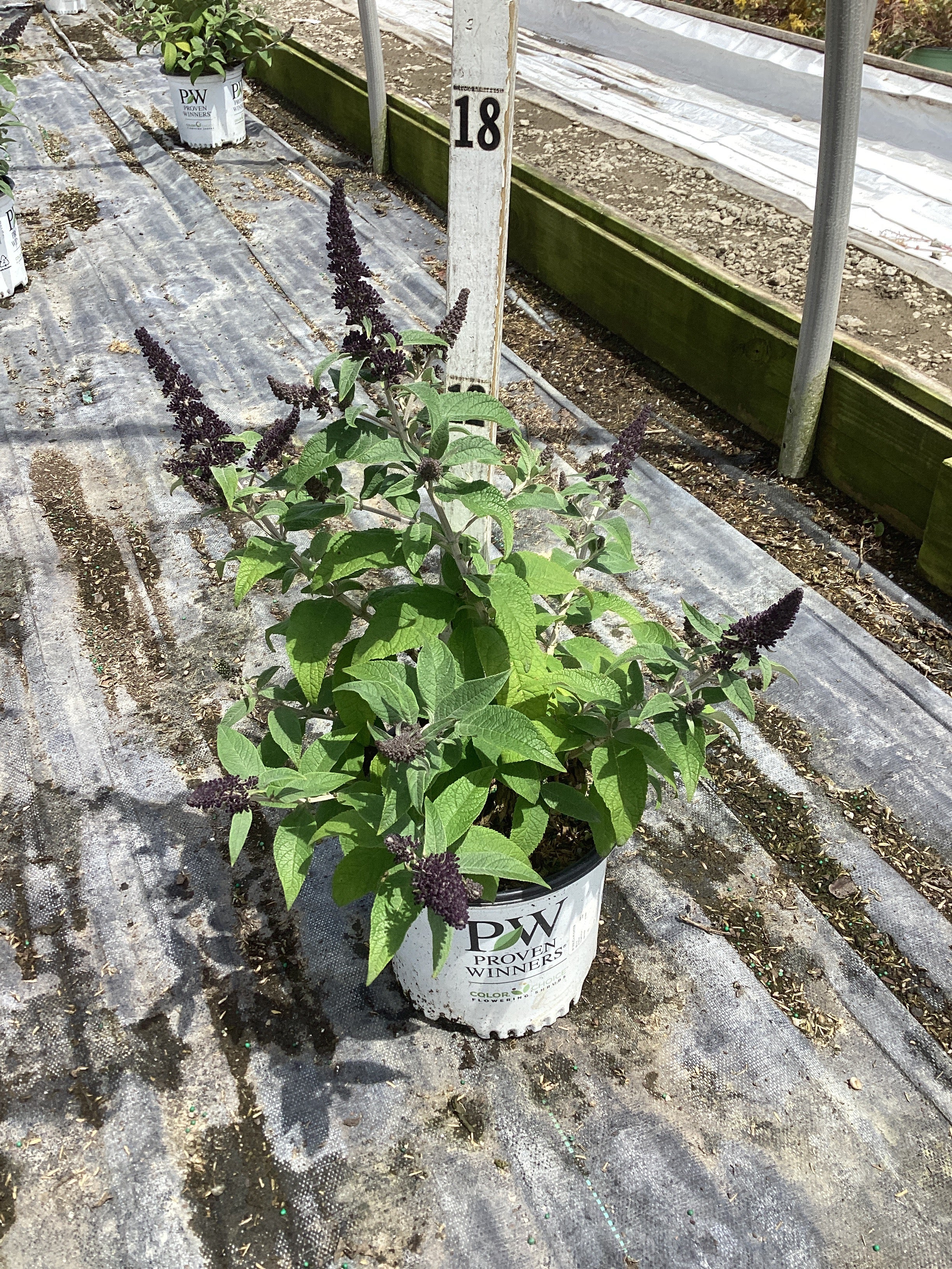 Buddleia 'Pugster Blue'