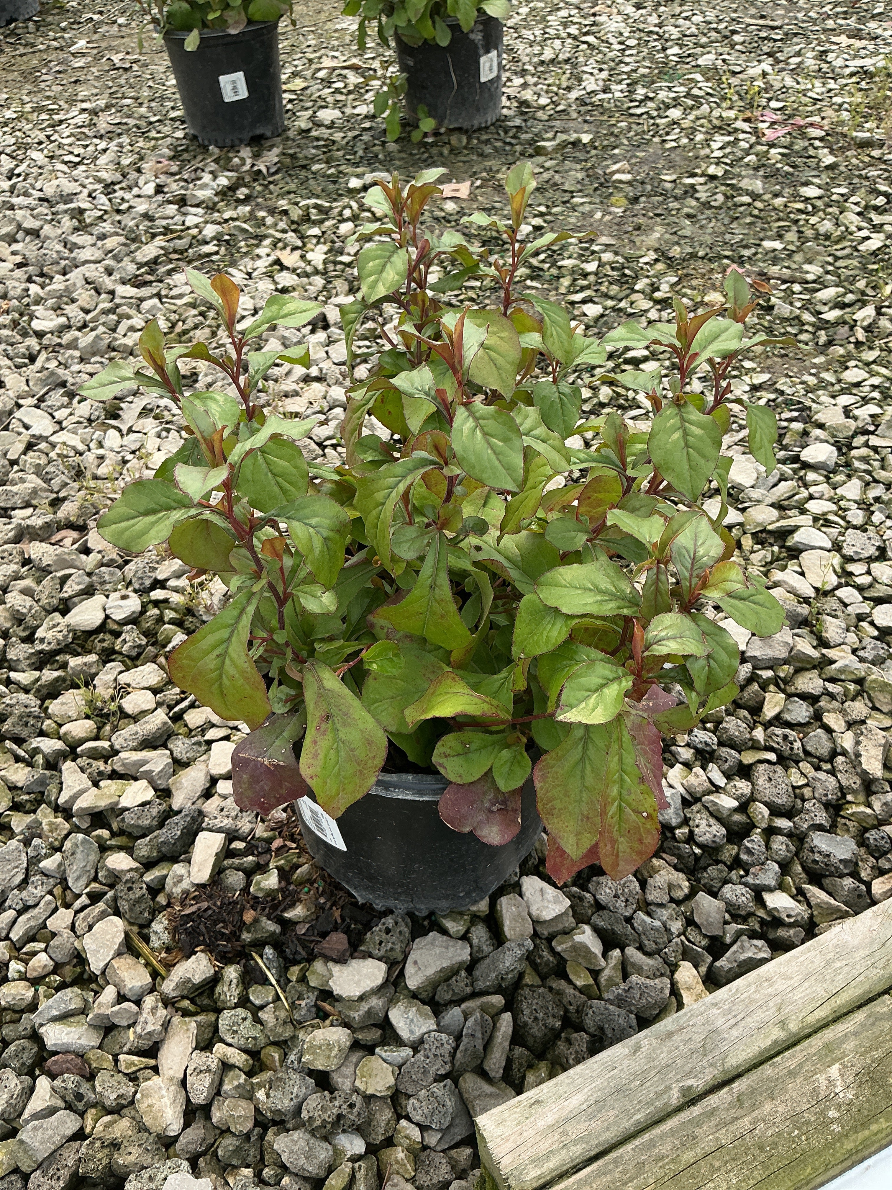 Ceratostigma plumbaginoides