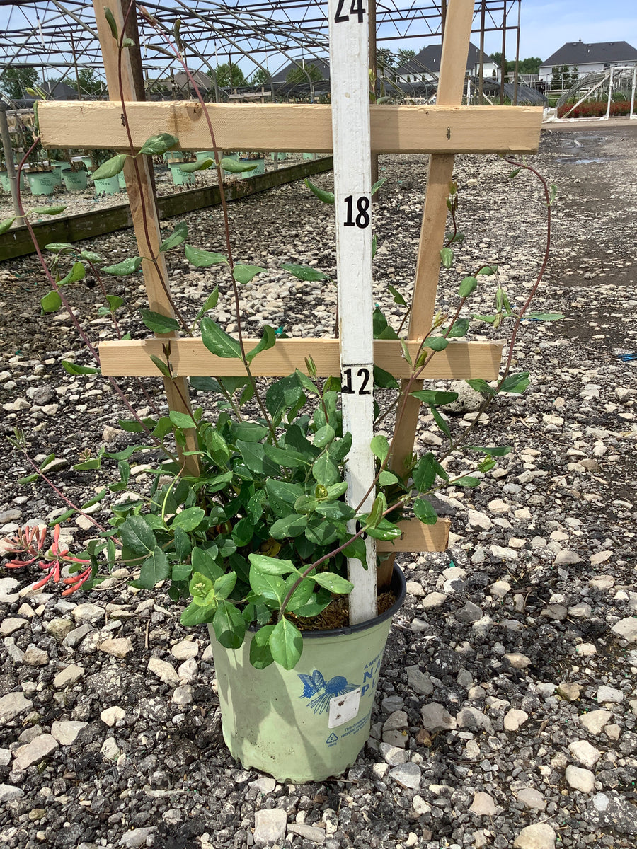 Lonicera sempervirens 'Major Wheeler' — G2 AB