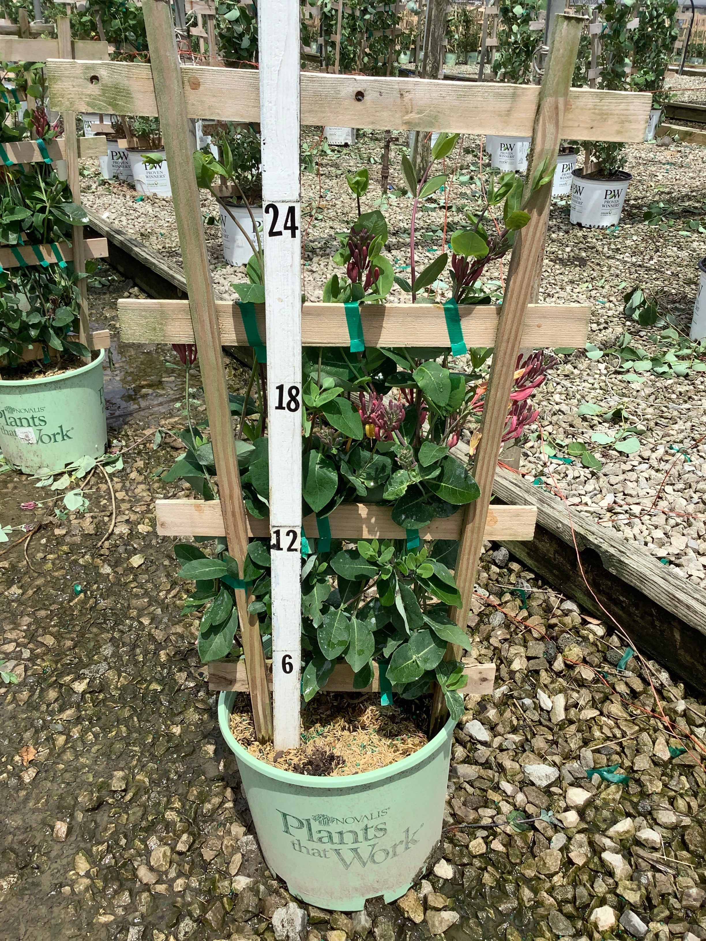 Lonicera x 'Celestial'