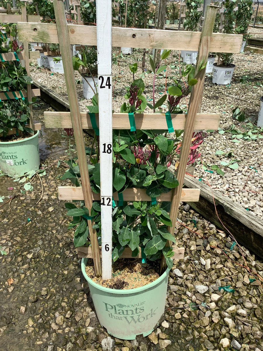 Lonicera x 'Celestial' — G3 PTW TRELLIS