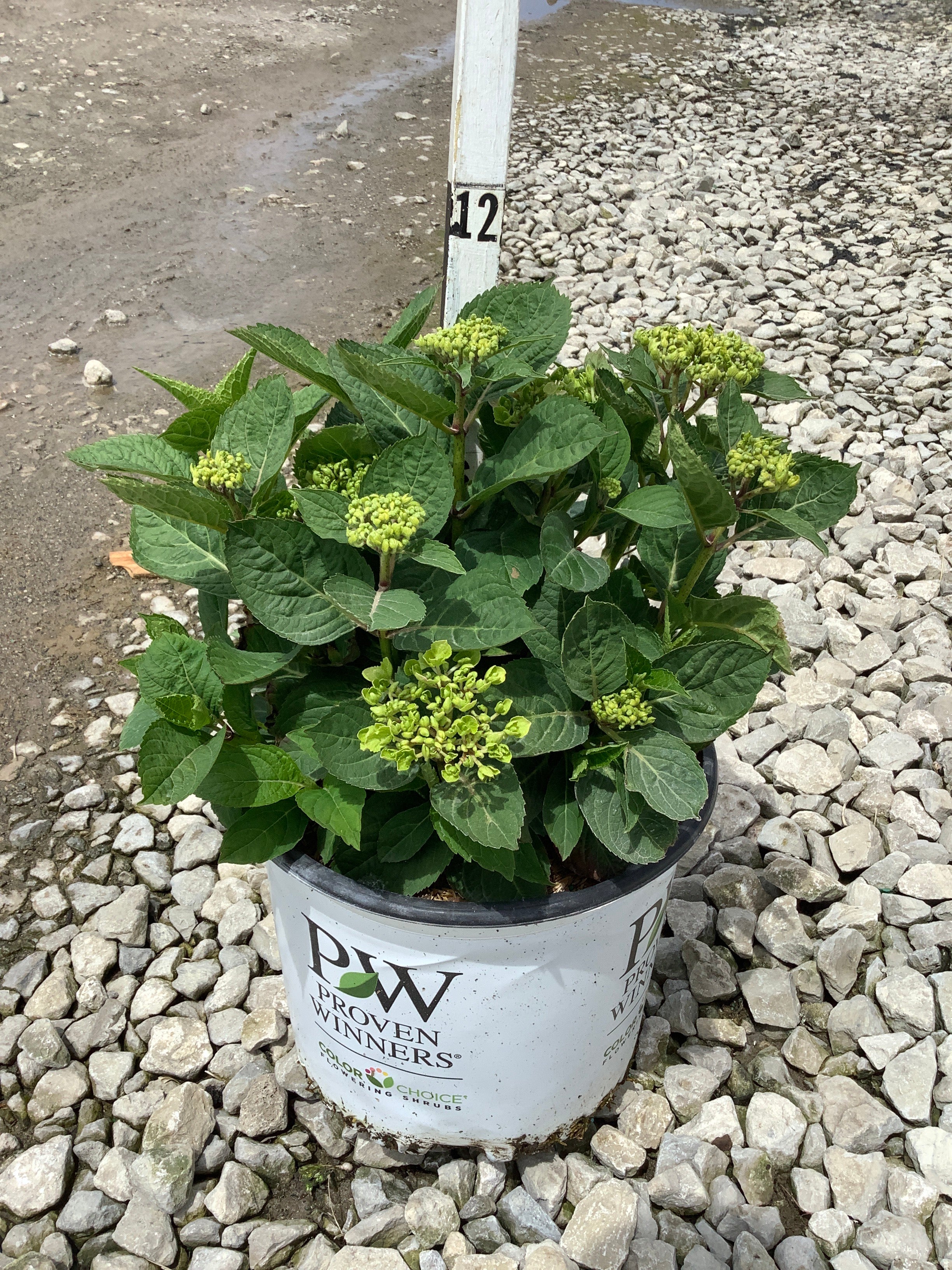 Hydrangea macrophylla 'Lets Dance Sky View'