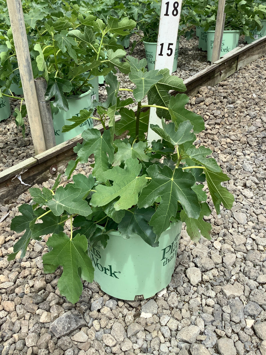Ficus brown 'Brown Turkey' — G3 12