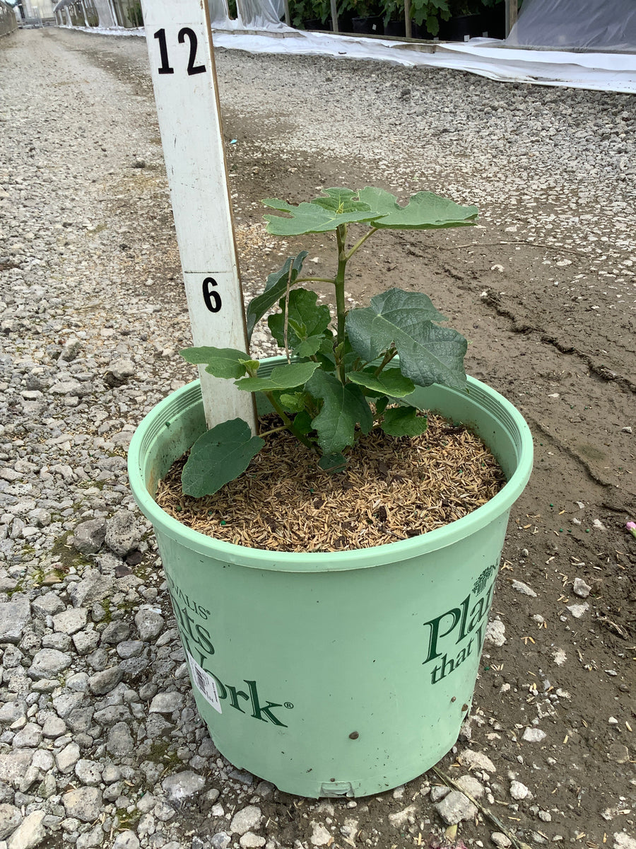 Ficus x 'Fignominal' — G3 12