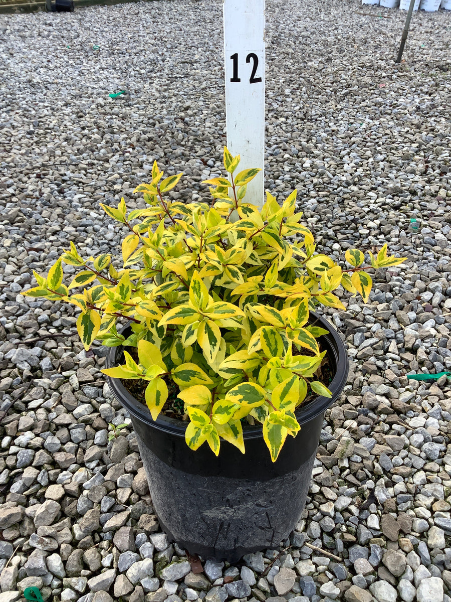 Abelia kaleidoscope — G2 12