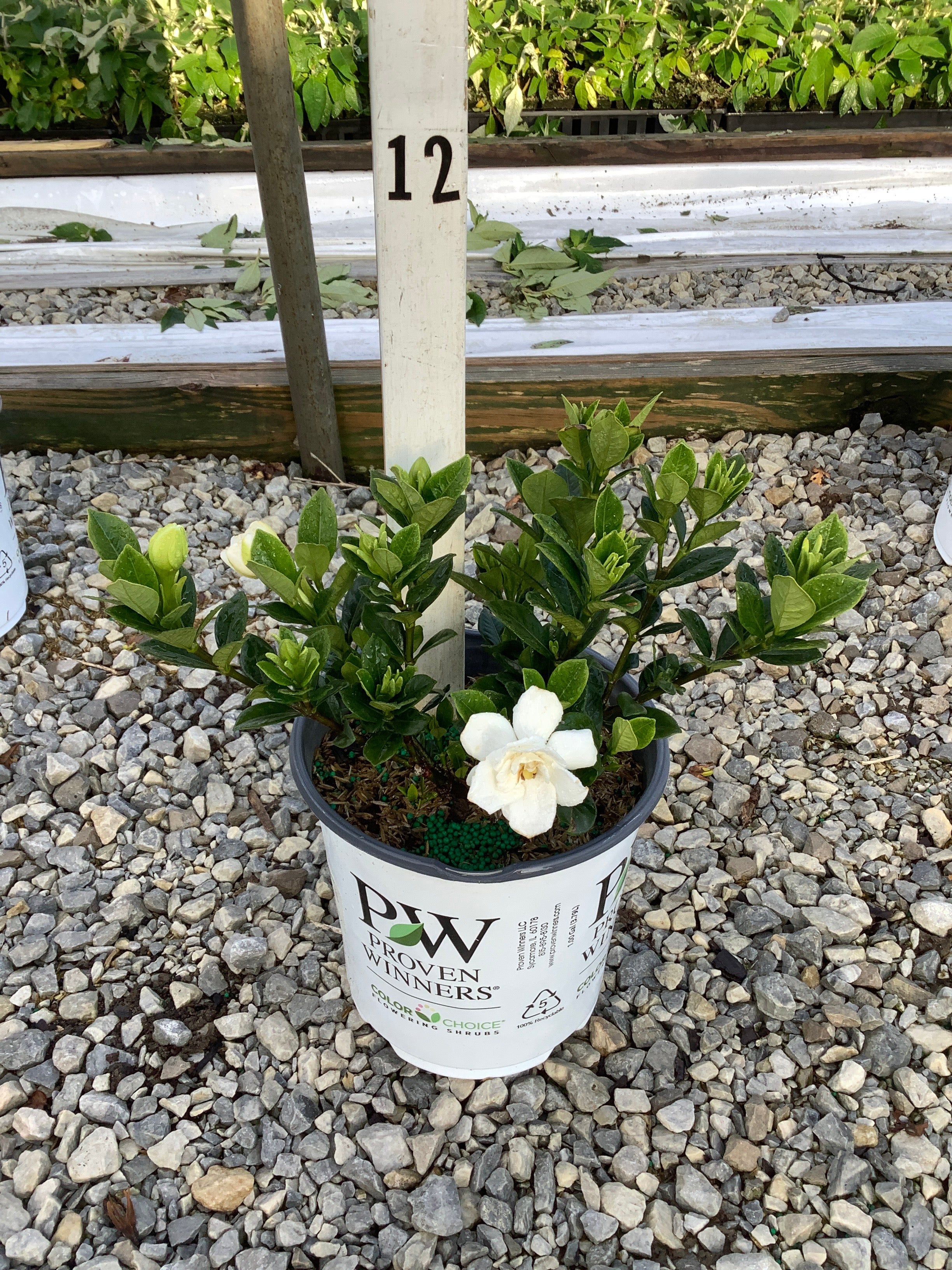 Gardenia steady 'As She Goes'