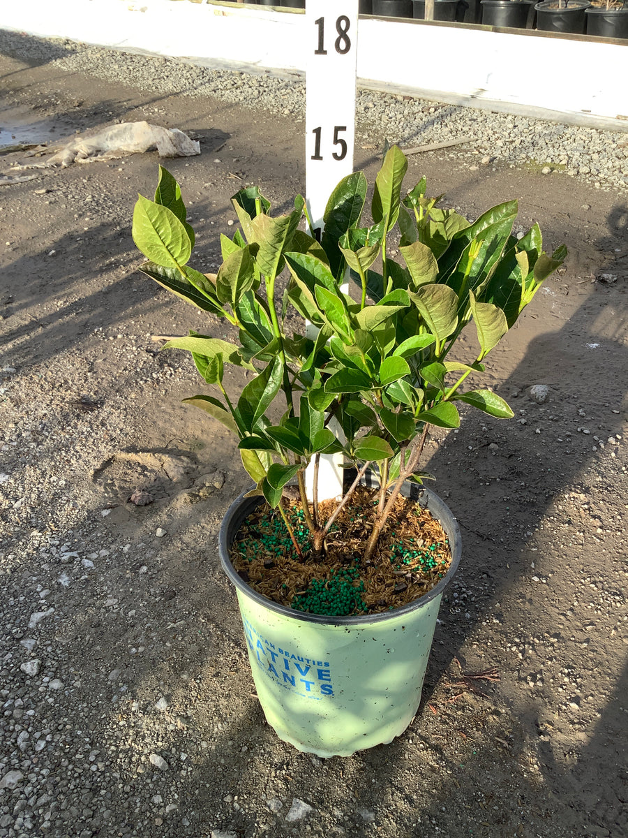 Viburnum nudum 'Winterthur' — G2 10