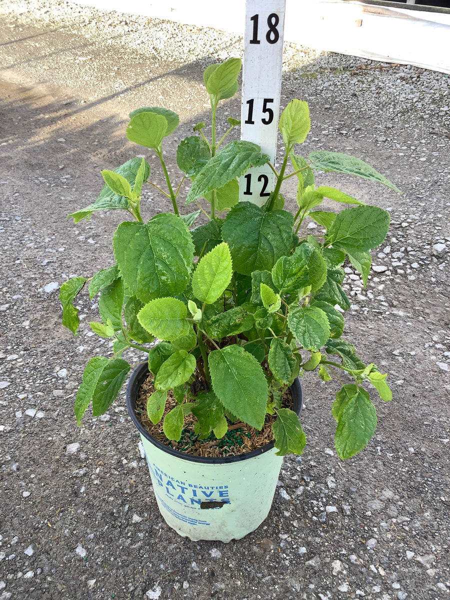 Hydrangea arborescens 'Annabelle' — G2  AB