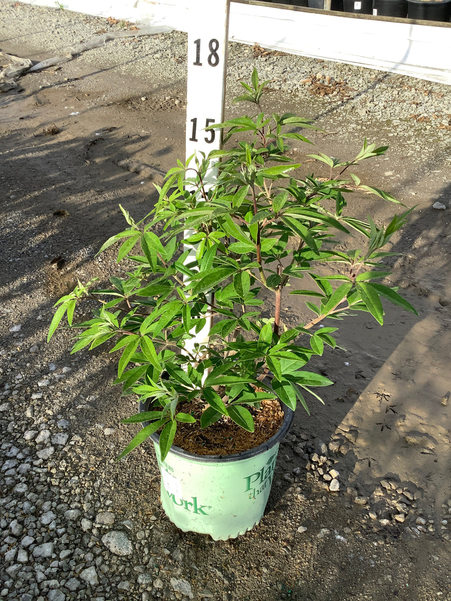 Vitex agnus castus 'Agnus-Castus' — G1 PTW