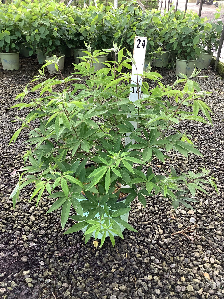 Vitex agnus castus 'Agnus-Castus' — G3 18