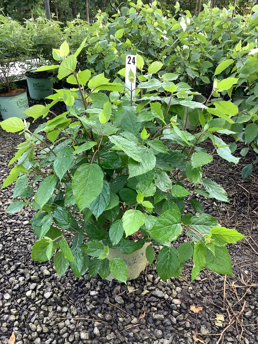 Hydrangea arborescens 'Pinky Pollen Ring' — G3  AB
