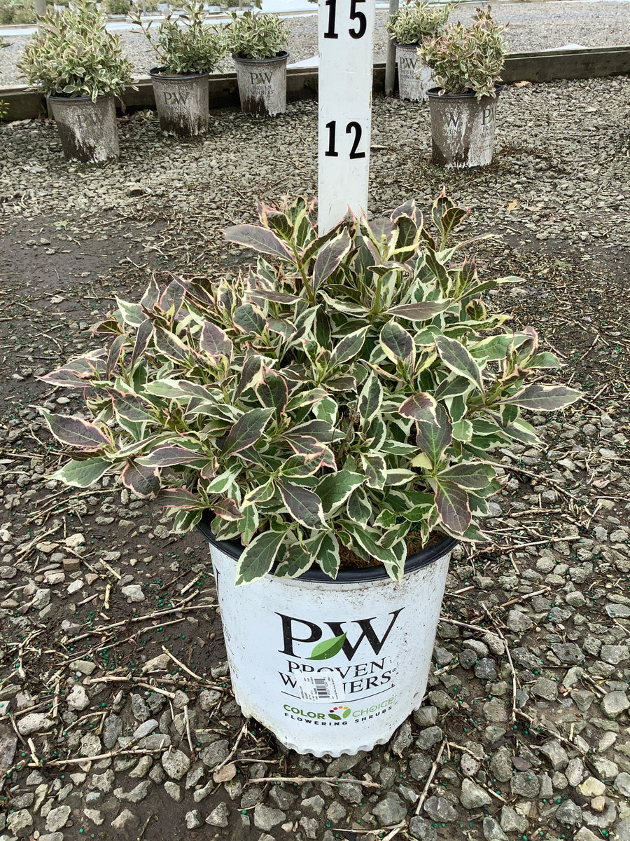 Weigela x 'Verweig' — G2 10