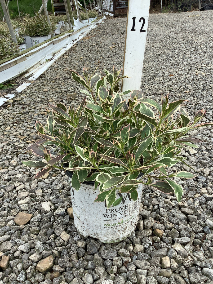 Weigela x 'Verweig' — G1 8