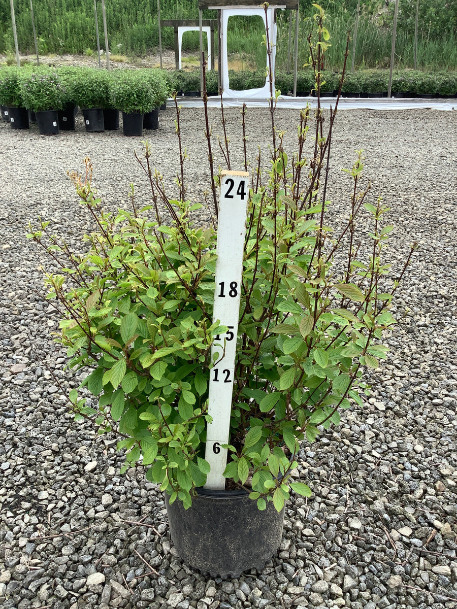 Viburnum farreri 'Nanum' — G3 15