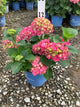 Hydrangea macrophylla 'Summer Crush'