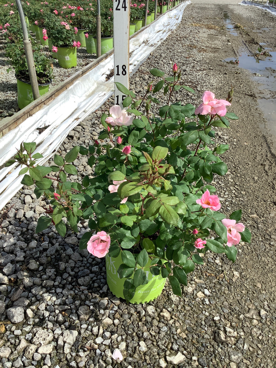 Rosa K.O 'Radyod' — G2