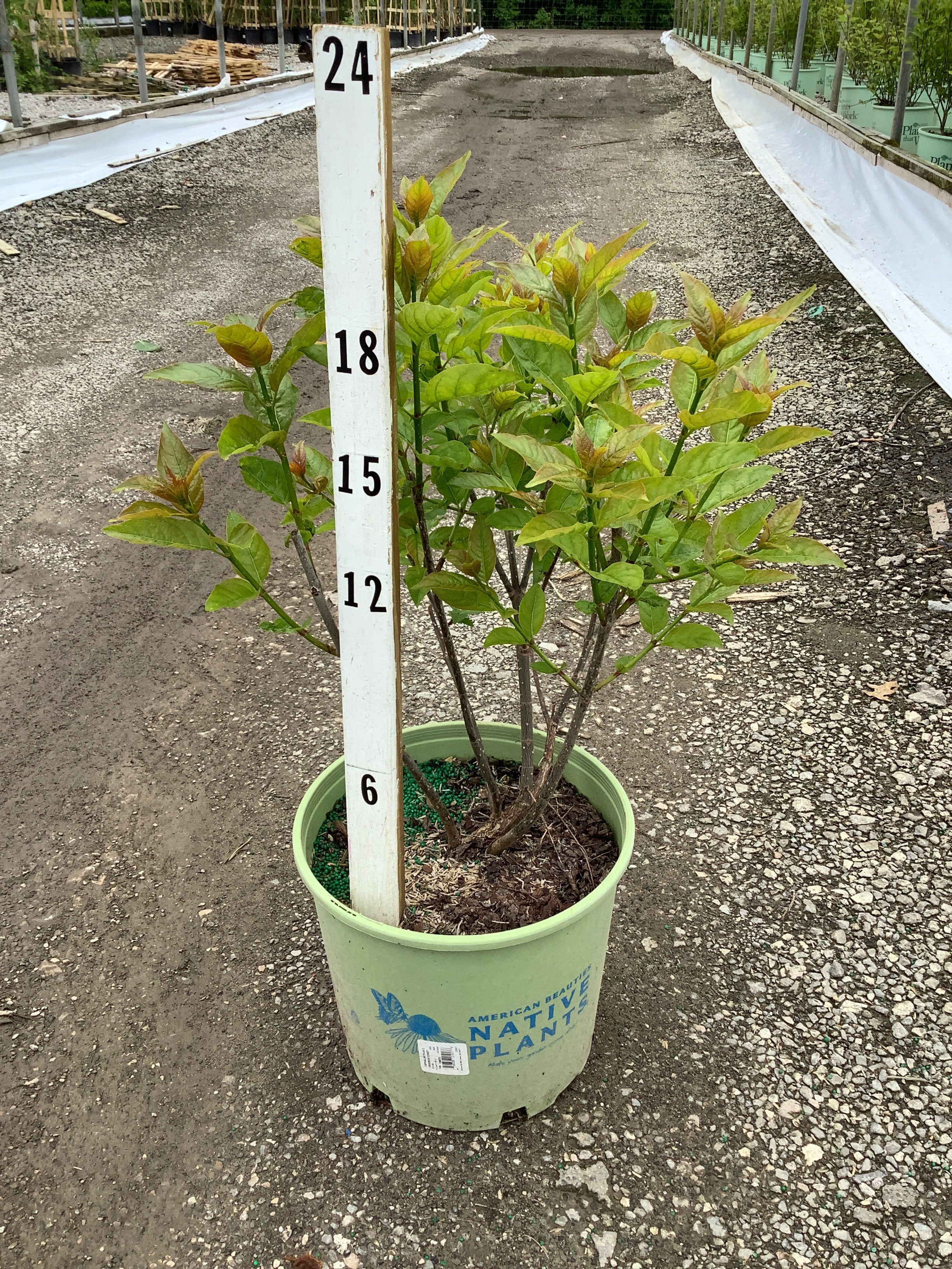 Cephalanthus O 'Crimson Comet'