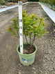 Cephalanthus O 'Crimson Comet'
