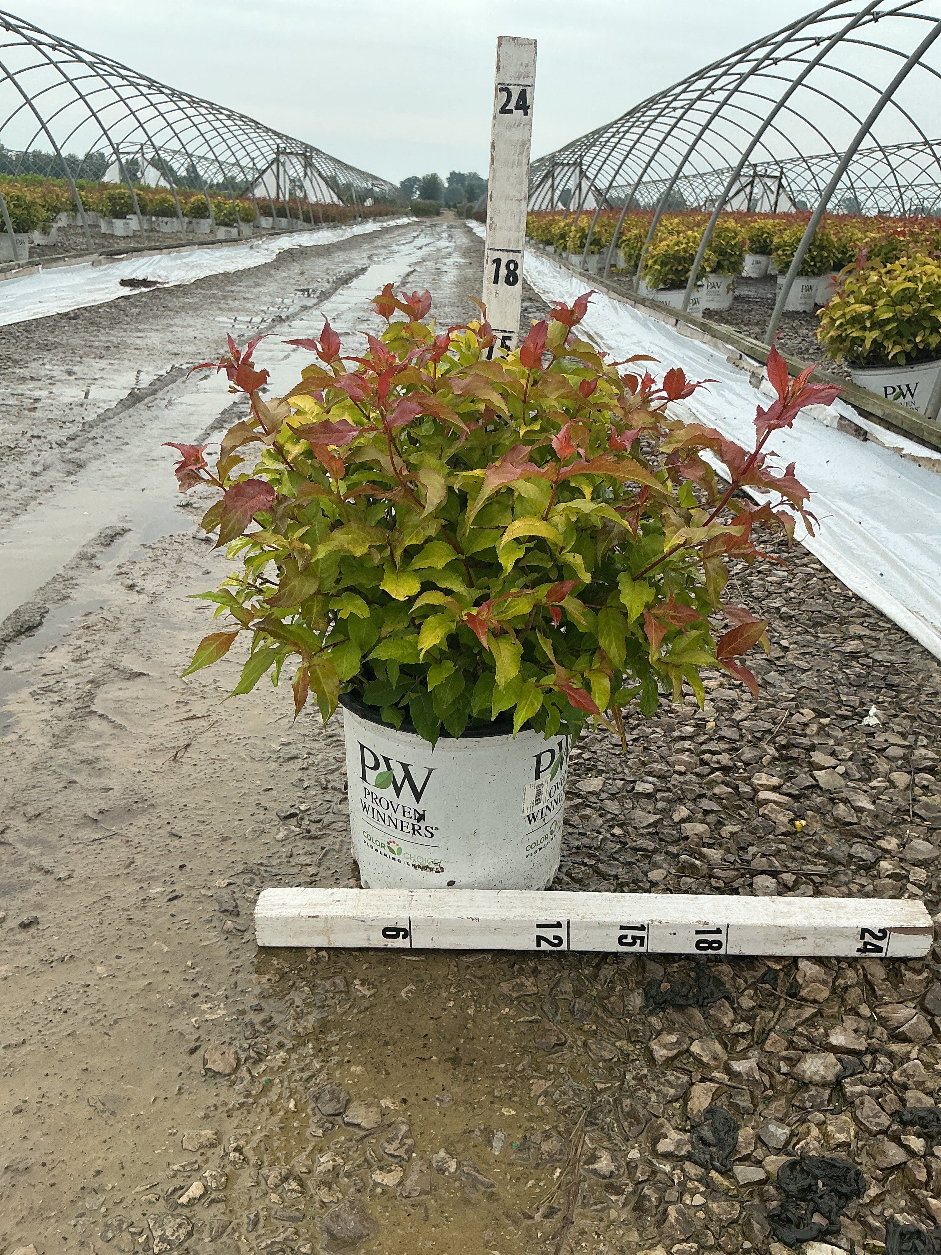 Diervilla sessilifolia 'Kodiak Fresh'