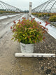 Diervilla sessilifolia 'Kodiak Fresh'