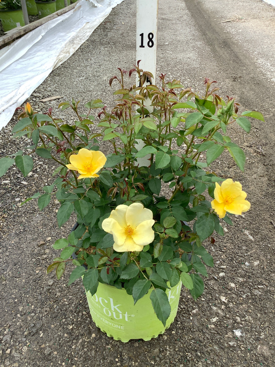 Rosa K.O 'Easy Bee-Zy'