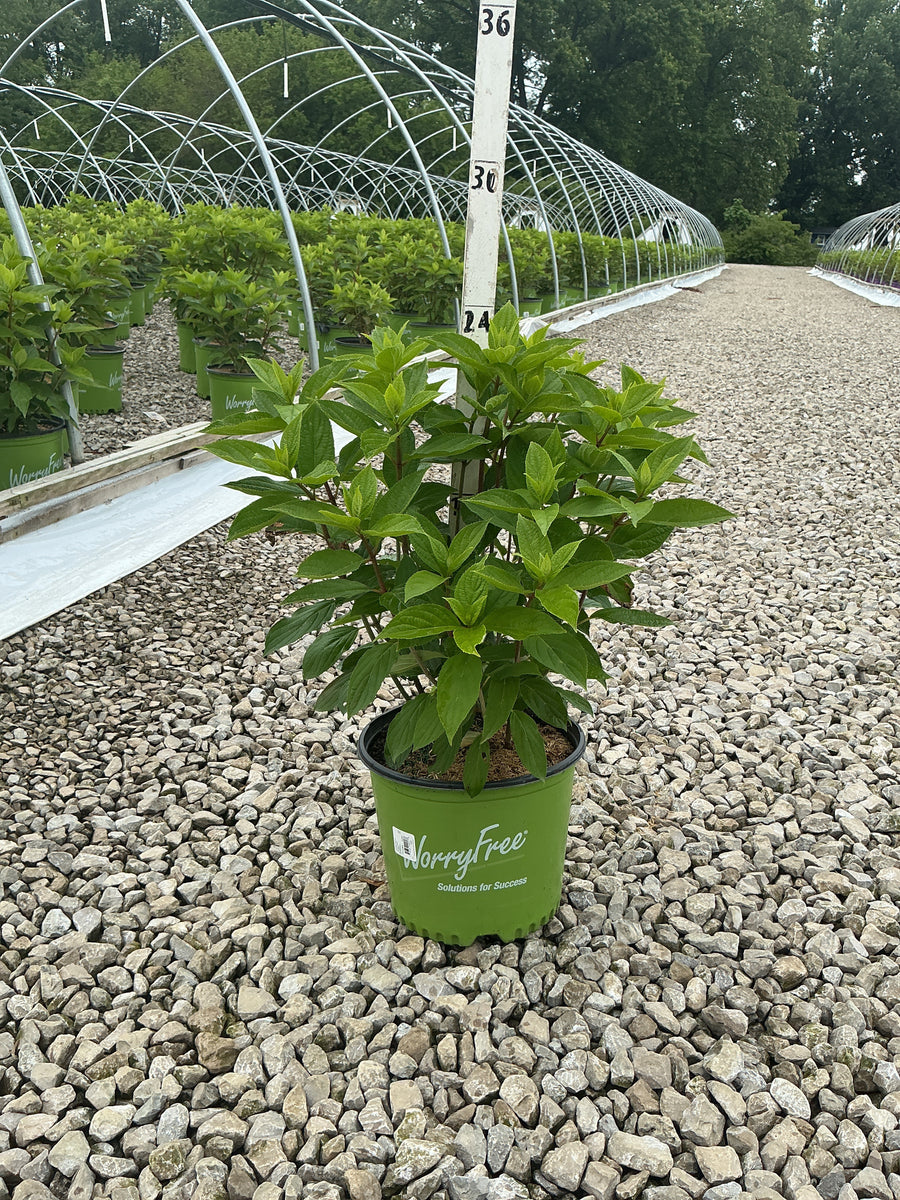 Hydrangea 'P Ruby Snow' — G3 WF