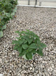 Monarda 'Raspberry Wine'