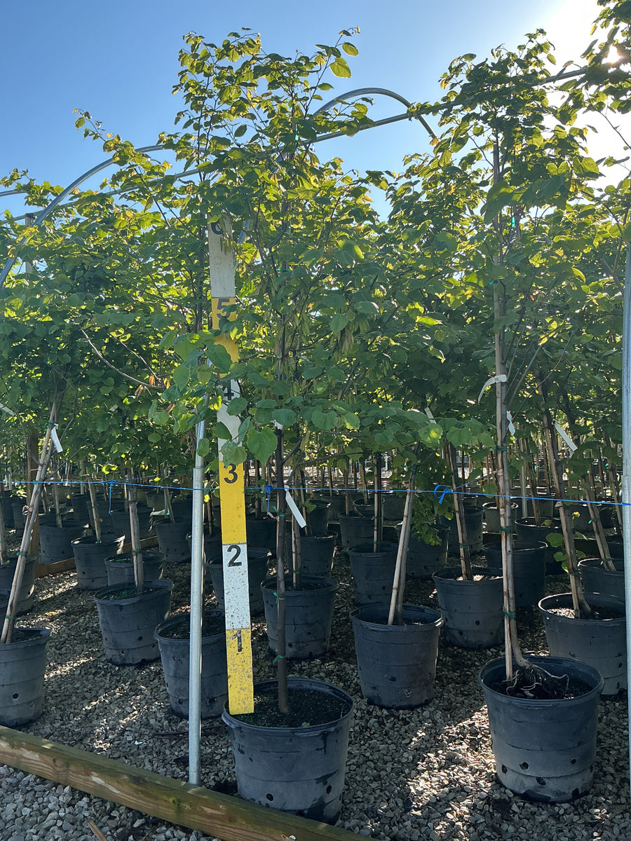 Cercis canadensis — G15 72