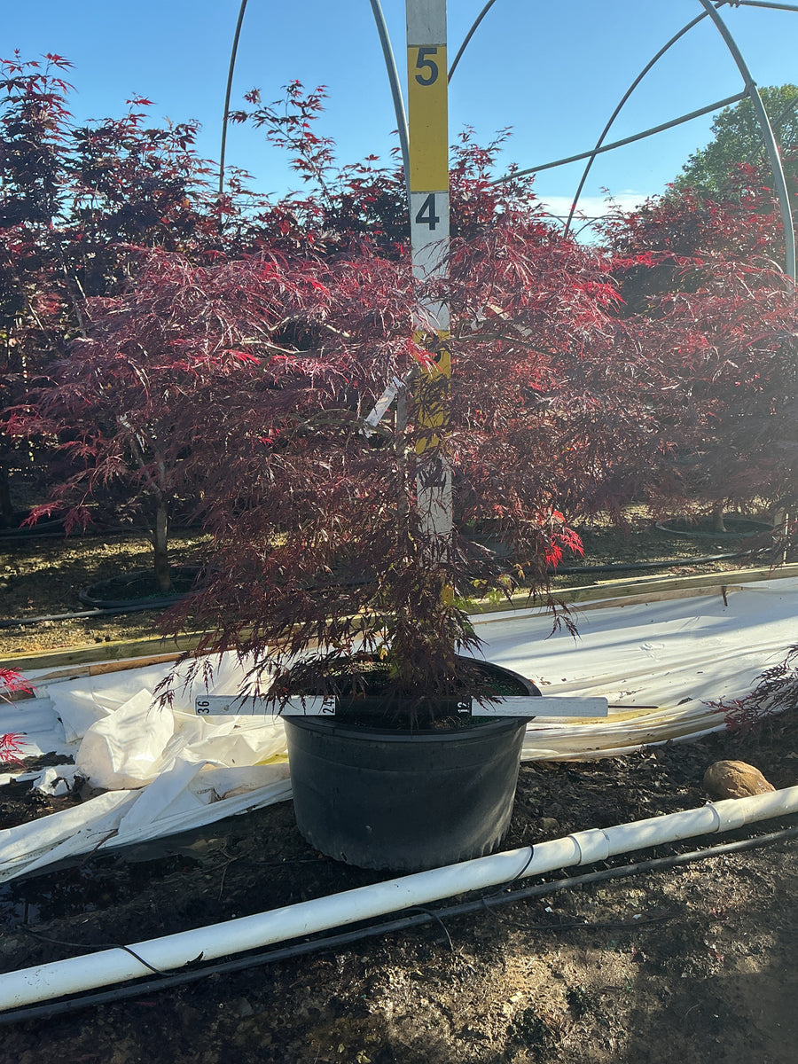 Acer palmatum var. dissectum 'Tamukeyama' — G20/G25 3x3 LB